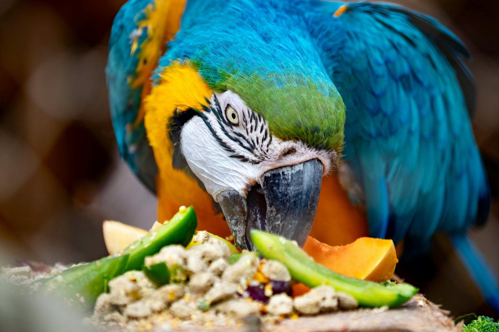 Parrot Nutrition Guide