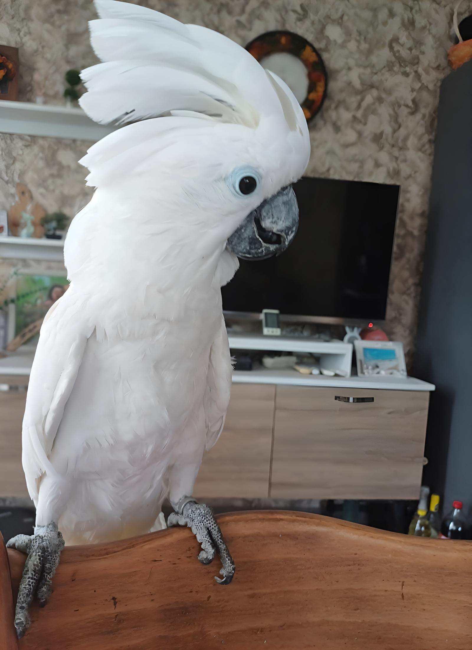 Luna the Blue Macaw
